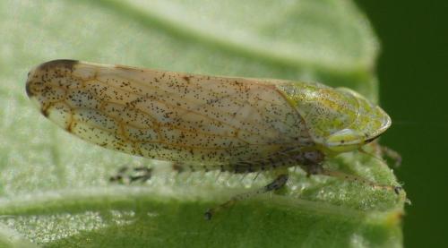 Fieberiella sp.